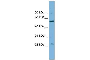 Western Blot showing PPP5C antibody used at a concentration of 1. (PP5 抗体  (Middle Region))