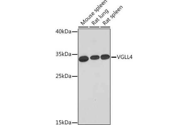 VGLL4 抗体  (AA 96-296)