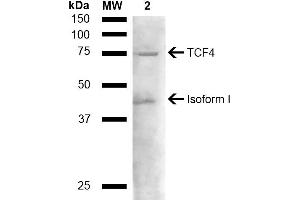 Western blot analysis of Mouse liver lysate showing detection of ~71. (TCF4 抗体  (AA 500-600) (Atto 390))