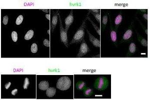 Immunofluorescence (IF) image for anti-Vaccinia Related Kinase 1 (VRK1) (N-Term) antibody (ABIN2452161)