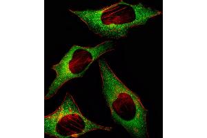 Fluorescent image of Hela cell stained with HIP2 Antibody . (UBE2K 抗体  (AA 109-139))