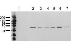 Western Blotting (WB) image for anti-Mitogen-Activated Protein Kinase 14 (MAPK14) (N-Term) antibody (ABIN126884) (MAPK14 抗体  (N-Term))