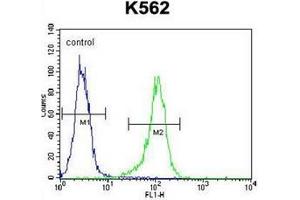 Flow cytometric analysis of K562 cells using LIPC / Hepatic lipase (Center) Cat. (LIPC 抗体  (Middle Region))