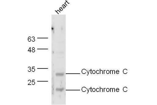 Cytochrome C 抗体  (AA 51-105)