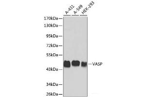 Western blot analysis of extracts of various cell lines using VASP Polyclonal Antibody. (VASP 抗体)