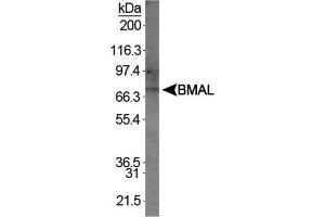 Image no. 1 for anti-Aryl Hydrocarbon Receptor Nuclear Translocator-Like (ARNTL) (AA 294-624) antibody (ABIN363327) (ARNTL 抗体  (AA 294-624))