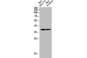 Western Blot analysis of RAT-MUSCLE RAT-KIDNEY cells using SYP Polyclonal Antibody (Synaptophysin 抗体  (Internal Region))