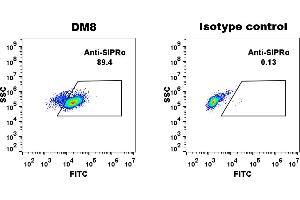 THP-1 cell line were surface stained with Rabbit anti-SIRPα monoclonal antibody 1 μg/mL (clone: DM8) and Rabbit IgG isotype control antibody followed by Alexa 488-conjugated anti-rabbit IgG secondary antibody. (SIRPA 抗体  (AA 31-370))