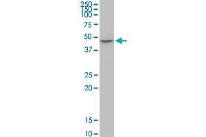 P2RX2 monoclonal antibody (M02), clone 3D5. (P2RX2 抗体  (AA 128-205))