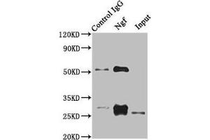 Immunoprecipitating Ngf in Rat heart tissue Lane 1: Rabbit control IgG instead of ABIN7178801 in Rat heart tissue. (Nerve Growth Factor 抗体  (AA 124-241))