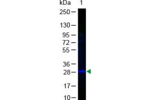 Image no. 1 for anti-Green Fluorescent Protein (GFP) antibody (FITC) (ABIN1101743) (GFP 抗体  (FITC))