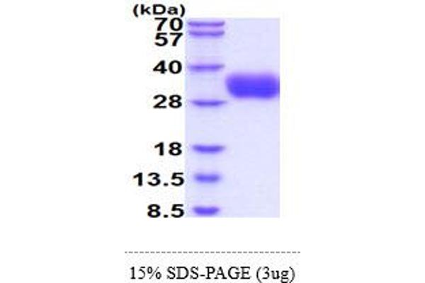 CD58 Protein (CD58) (AA 29-215) (His tag)