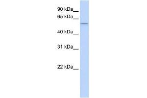 SRP54 antibody used at 1 ug/ml to detect target protein. (SRP54 抗体  (Middle Region))