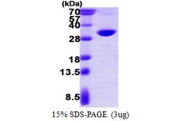 PSME2 Protein (AA 1-239) (His tag)