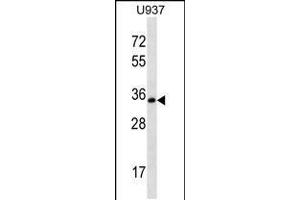 Western blot analysis in U-937 cell line lysates (35ug/lane). (Syntaxin 12 抗体  (C-Term))