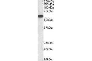 ABIN2563651 (0. (LCK 抗体  (AA 39-52))