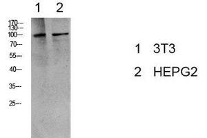 Western Blot analysis of 3T3, HepG2 cells using Phospho-eEF2 (Thr56) Polyclonal Antibody at dilution of 1:1000. (EEF2 抗体  (pThr56))