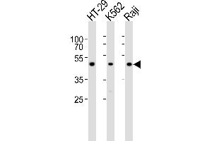 Western blot analysis of lysates from HT-29, K562, Raji cell line (from left to right), using IL13RA1 Antibody (C-term) (ABIN6242399 and ABIN6577581). (IL13 Receptor alpha 1 抗体  (C-Term))