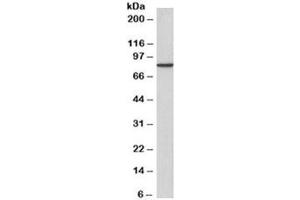 Western blot testing of A431 cell lysate with gamma-Catenin antibody at 2ug/ml. (JUP 抗体  (Biotin))