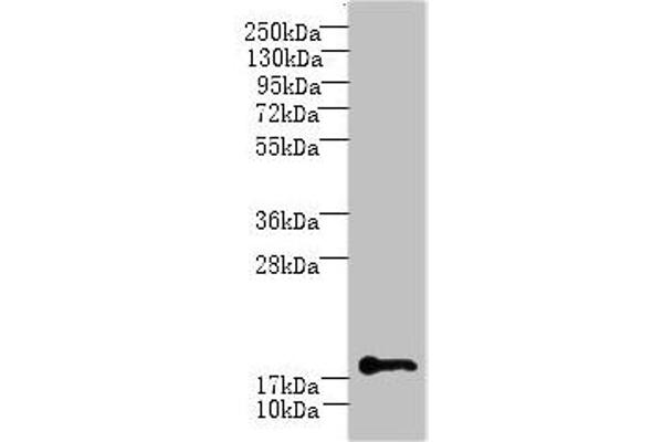 C1ORF123 抗体  (AA 1-160)