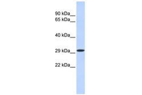 KLF14 抗体  (N-Term)