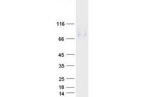 Validation with Western Blot (LAMP2 Protein (Transcript Variant A) (Myc-DYKDDDDK Tag))