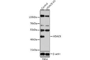 Western blot analysis of extracts from normal (control) and HD knockout (KO) HeLa cells, using HD antibody (ABIN6128014, ABIN6141689, ABIN6141690 and ABIN7101785) at 1:1000 dilution. (HDAC8 抗体  (AA 1-377))