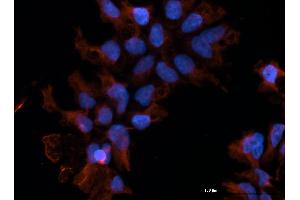 Immunofluorescence (IF) image for anti-IgG receptor FcRn (FcRn) antibody (ABIN1774763)