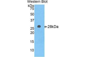 Western Blotting (WB) image for anti-alpha-1-B Glycoprotein (A1BG) (AA 22-219) antibody (ABIN1176303) (A1BG 抗体  (AA 22-219))