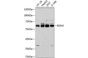 Western blot analysis of extracts of various cell lines, using ESAM antibody  at 1:1000 dilution. (ESAM 抗体  (AA 30-248))