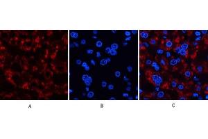 Immunofluorescence analysis of human liver tissue. (JAG1 抗体  (Internal Region))