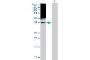 Lane 1: TAF7 transfected lysate ( 40. (TAF7 293T Cell Transient Overexpression Lysate(Denatured))