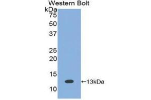 Western Blotting (WB) image for anti-Bone Morphogenetic Protein 7 (BMP7) (AA 293-431) antibody (ABIN1858162) (BMP7 抗体  (AA 293-431))