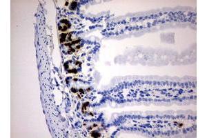 Immunohistochemistry (IHC) image for anti-Iododeoxyuridine (IdU) antibody (ABIN2669973)