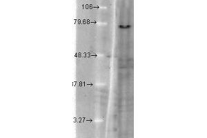 Western Blotting (WB) image for anti-Potassium Voltage-Gated Channel, KQT-Like Subfamily, Member 1 (KCNQ1) (N-Term) antibody (ABIN6656737)