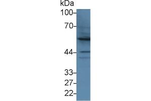 Detection of BMP2 in Human Hela cell lysate using Polyclonal Antibody to Bone Morphogenetic Protein 2 (BMP2) (BMP2 抗体  (AA 24-395))