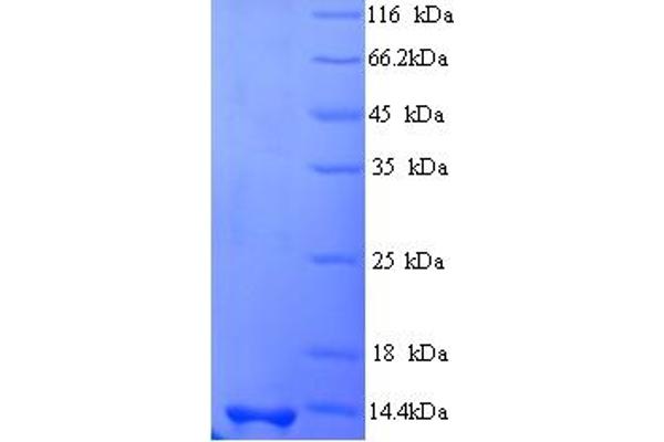 SCRG1 Protein (AA 21-98) (His tag)