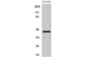 Western Blotting (WB) image for anti-Jun Proto-Oncogene (JUN) (Ser649) antibody (ABIN3183300) (C-JUN 抗体  (Ser649))