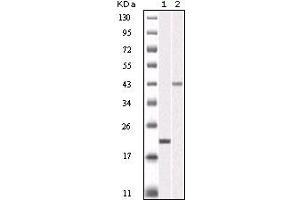 Western blot analysis using AURKB mouse mAb against truncated AURKB recombinant protein (1) and SKN-SH cell lysate(2). (Aurora Kinase B 抗体)