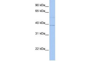 LOC642097 antibody used at 1 ug/ml to detect target protein. (LOC642097 抗体  (N-Term))