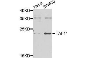 Western blot analysis of extracts of various cell lines, using TAF11 antibody (ABIN5975674) at 1/1000 dilution. (TAF11 抗体)