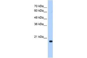 XTP3TPA antibody used at 0. (DCTPP1 抗体  (N-Term))