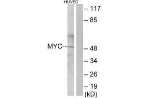 Western blot analysis of extracts from HUVEC cells, using Myc antibody. (c-MYC 抗体  (C-Term))