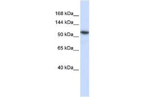WB Suggested Anti-B4GALNT3 Antibody Titration:  0. (B4GALNT3 抗体  (N-Term))