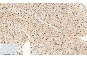 Immunohistochemical analysis of paraffin-embedded mouse heart tissue. (CREB1 抗体  (pSer133))