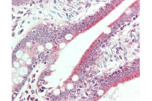 Anti-BMP6 antibody IHC staining of human small intestine. (BMP6 抗体  (Biotin))