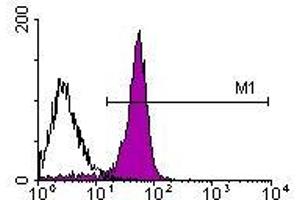 Image no. 1 for anti-CD2 (CD2) antibody (PE) (ABIN135084) (CD2 抗体  (PE))