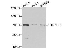 Western blot analysis of extracts of various cell lines, using CTNNBL1 antibody. (CTNNBL1 抗体)