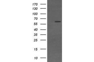 Image no. 2 for anti-CD19 Molecule (CD19) antibody (ABIN1497185) (CD19 抗体)