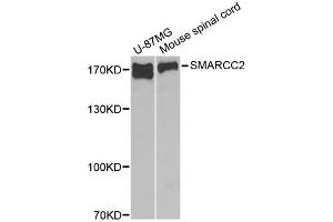 Western blot analysis of extracts of various cell lines, using SMARCC2 antibody (ABIN1874865) at 1:1000 dilution. (SMARCC2 抗体)